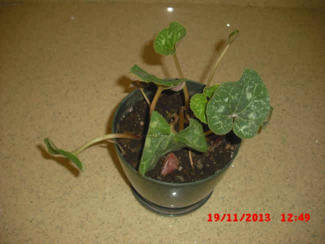 Name:  CIMG5011.jpg
Views: 436
Size:  37.9 KB
