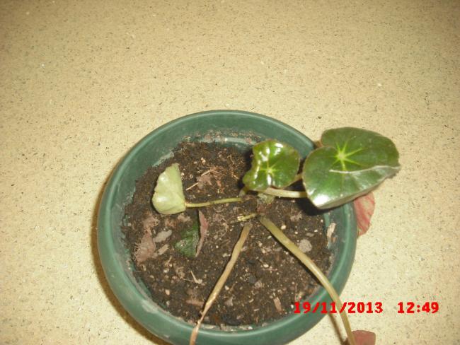 Name:  CIMG5012.jpg
Views: 422
Size:  53.4 KB
