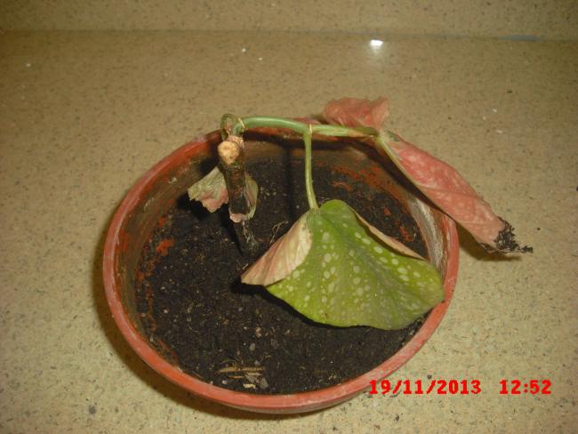 Name:  CIMG5016.jpg
Views: 413
Size:  44.8 KB