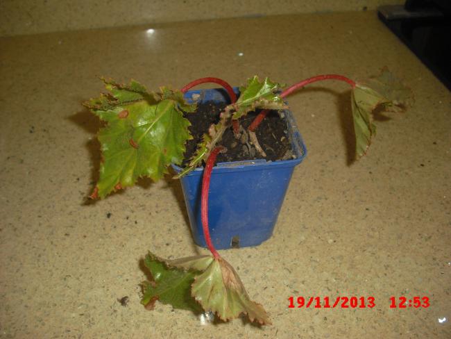Name:  CIMG5021.jpg
Views: 405
Size:  41.1 KB