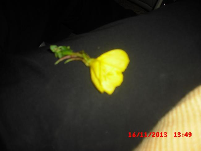 Name:  CIMG4962.jpg
Views: 431
Size:  15.7 KB