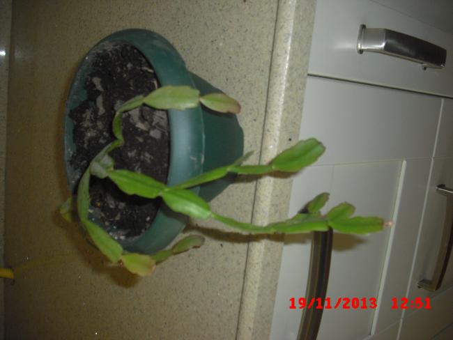 Name:  CIMG5015.jpg
Views: 427
Size:  30.7 KB