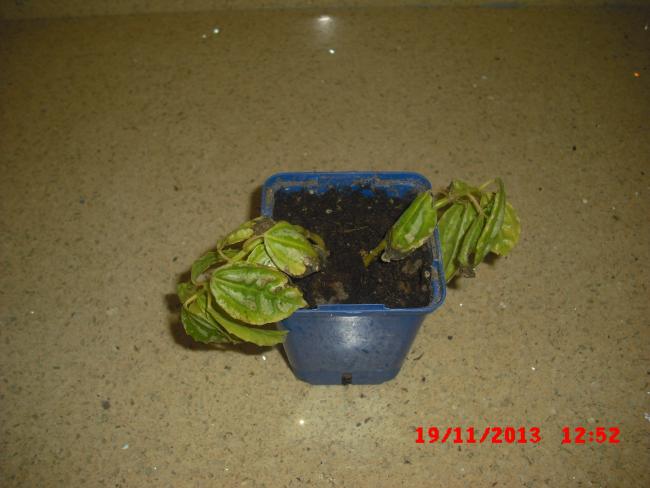 Name:  CIMG5018.jpg
Views: 427
Size:  38.3 KB