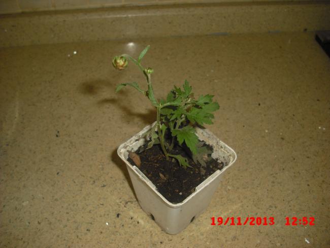 Name:  CIMG5020.jpg
Views: 408
Size:  34.6 KB