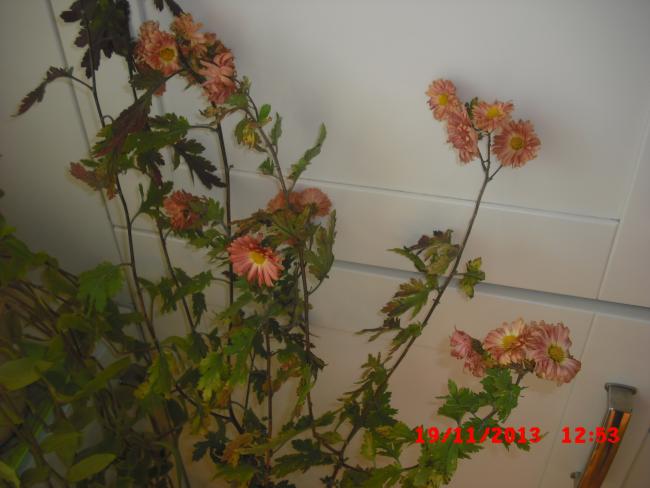 Name:  CIMG5022.jpg
Views: 416
Size:  35.8 KB