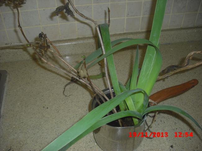 Name:  CIMG5023.jpg
Views: 440
Size:  41.0 KB