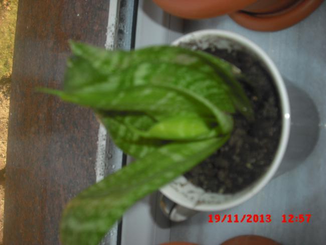 Name:  CIMG5031.jpg
Views: 429
Size:  29.6 KB