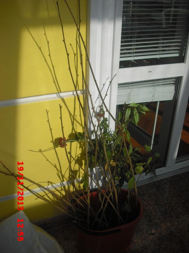 Name:  CIMG5025.jpg
Views: 845
Size:  69.8 KB