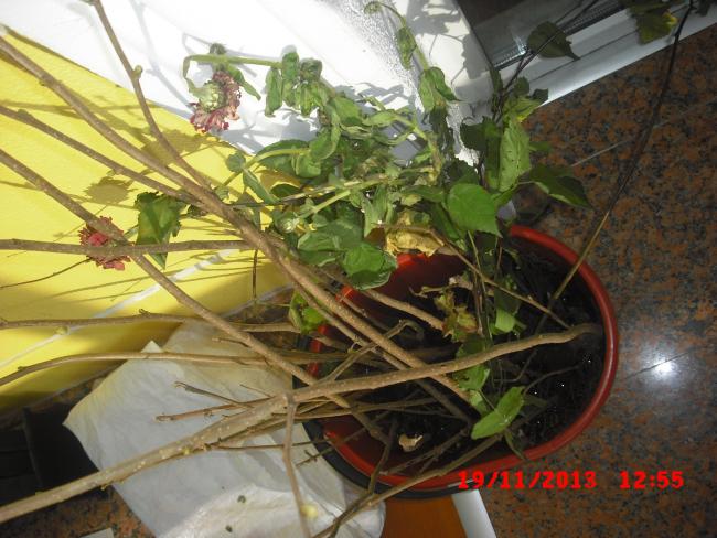 Name:  CIMG5026.jpg
Views: 413
Size:  57.3 KB