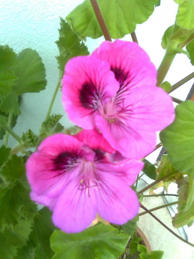 Name:  Grnt0768.jpg
Views: 636
Size:  64.9 KB