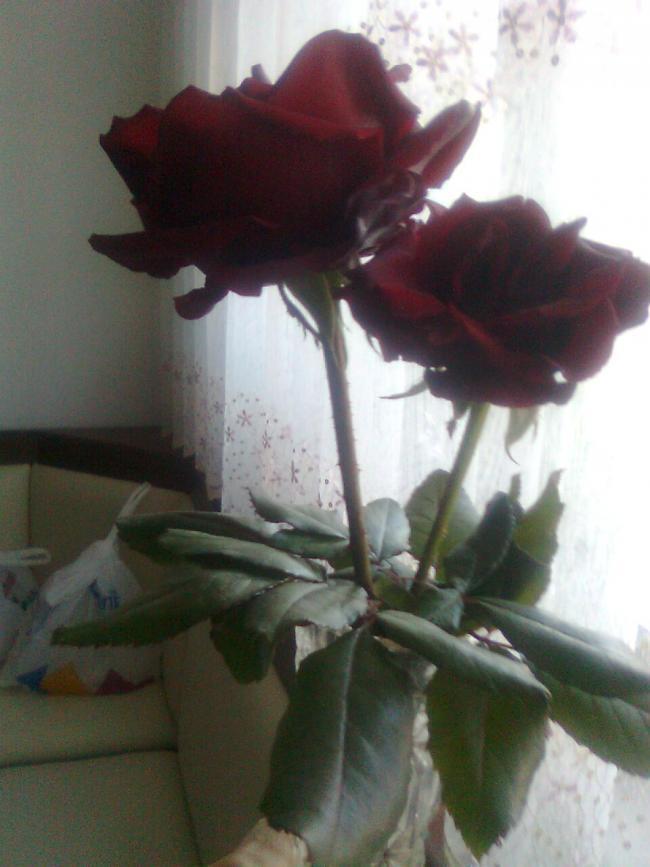 Name:  Grnt0807.jpg
Views: 625
Size:  53.4 KB