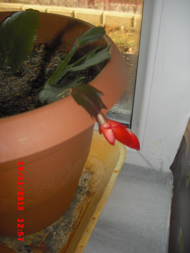 Name:  CIMG5030.jpg
Views: 415
Size:  48.5 KB