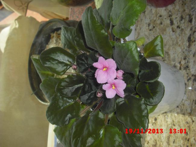 Name:  CIMG5043.jpg
Views: 412
Size:  44.0 KB