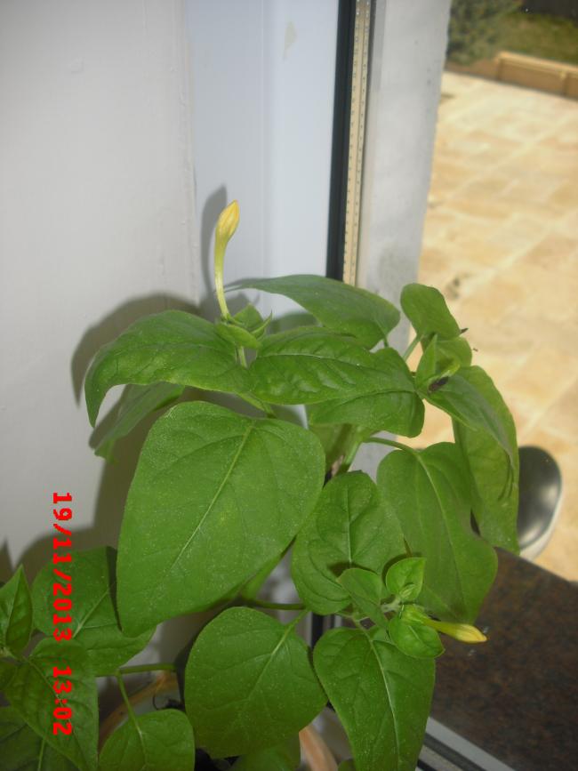 Name:  CIMG5046.jpg
Views: 870
Size:  49.0 KB