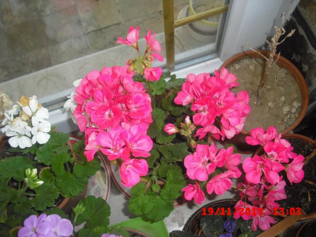 Name:  CIMG5050.jpg
Views: 421
Size:  54.9 KB