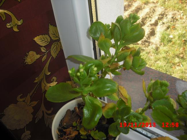 Name:  CIMG5037.jpg
Views: 426
Size:  45.1 KB