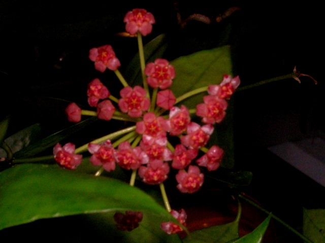 Name:  DSCN4470.jpg
Views: 888
Size:  61.4 KB
