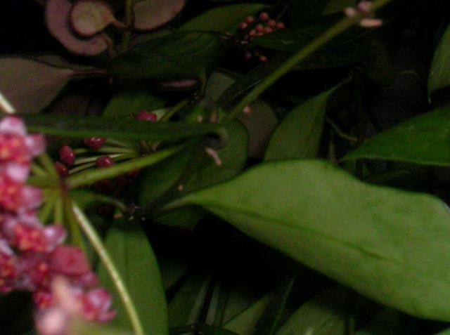 Name:  DSCN4471.jpg
Views: 868
Size:  62.7 KB