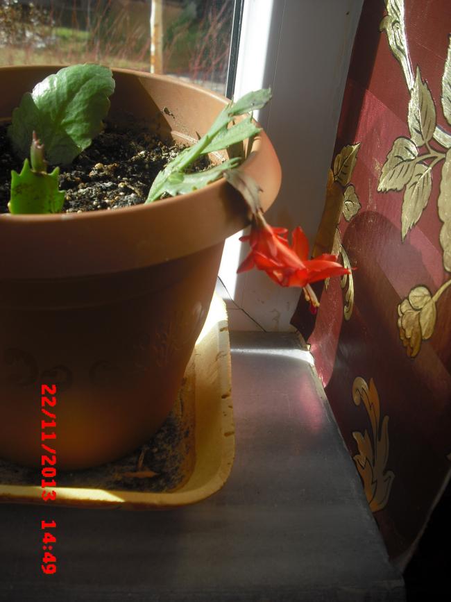 Name:  CIMG5059.jpg
Views: 392
Size:  58.0 KB