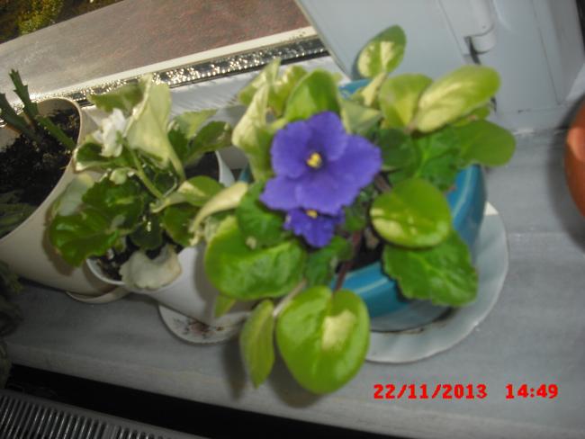 Name:  CIMG5060.jpg
Views: 530
Size:  36.3 KB