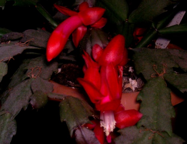 Name:  DSCN4492.jpg
Views: 852
Size:  67.1 KB