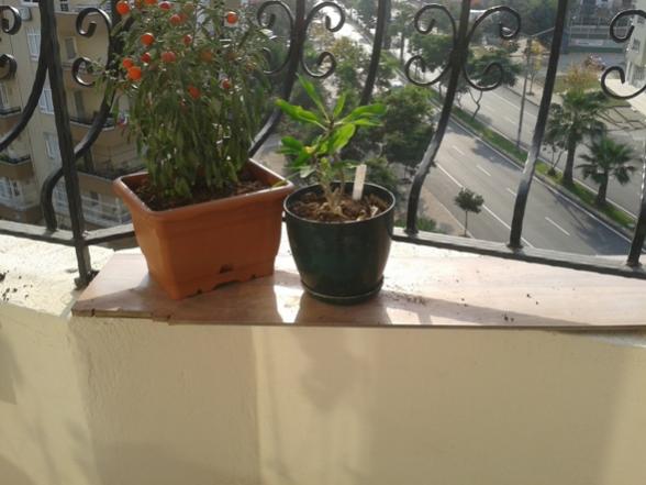 Name:  20131128_092506.jpg
Views: 814
Size:  36.0 KB