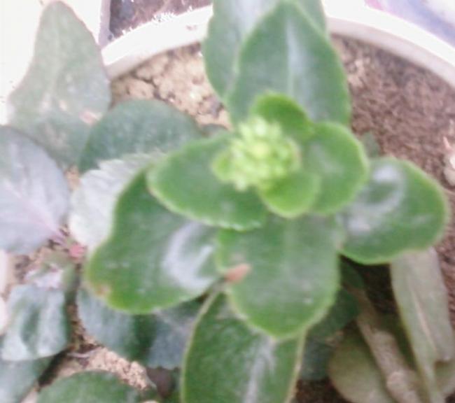 Name:  Fotoraf3029.jpg
Views: 650
Size:  32.0 KB
