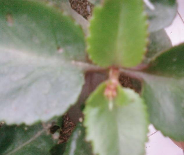 Name:  Fotoraf3030.jpg
Views: 641
Size:  56.6 KB