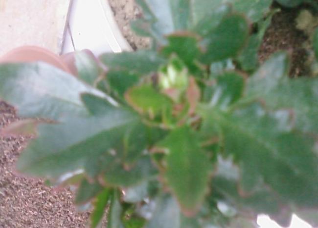 Name:  Fotoraf3032.jpg
Views: 636
Size:  28.0 KB