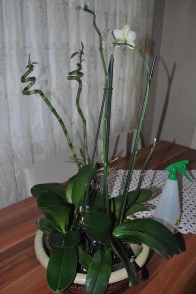 Name:  DSC_0735.jpg
Views: 1482
Size:  62.5 KB