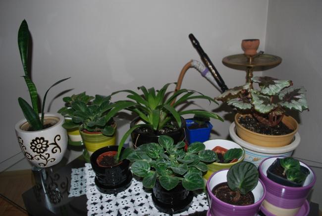 Name:  DSC_0734.jpg
Views: 885
Size:  40.0 KB
