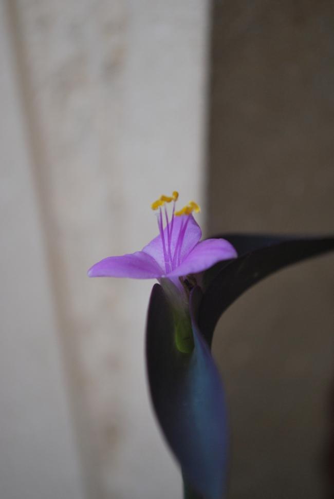 Name:  DSC_0738.jpg
Views: 837
Size:  22.8 KB