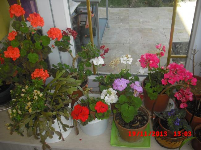 Name:  CIMG5048.jpg
Views: 396
Size:  53.2 KB
