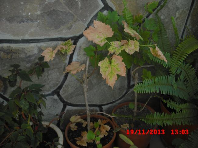 Name:  CIMG5049.jpg
Views: 414
Size:  44.6 KB