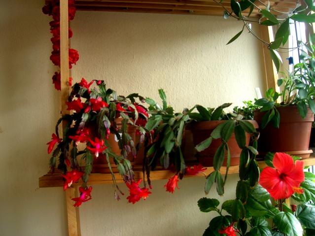 Name:  DSCN4529.jpg
Views: 1044
Size:  47.1 KB