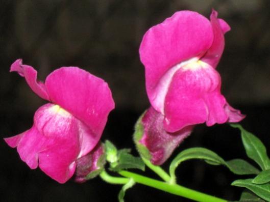Name:  IMG_4492.jpg
Views: 751
Size:  23.6 KB