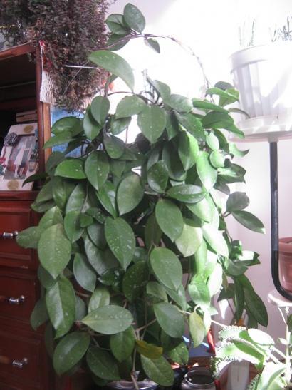 Name:  h. carnosa.jpg
Views: 4856
Size:  40.0 KB