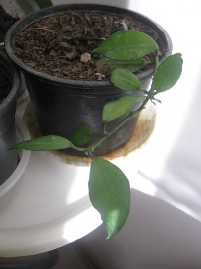 Name:  h.lacunosa.jpg
Views: 5379
Size:  21.9 KB