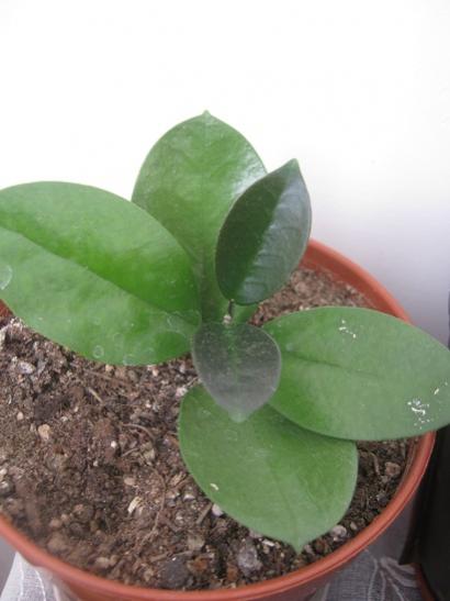 Name:  h. australis.jpg
Views: 4887
Size:  26.3 KB