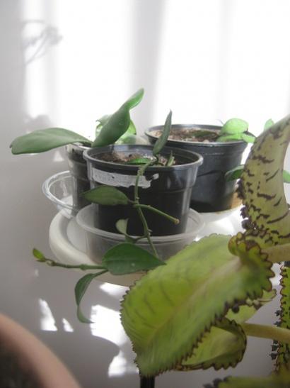 Name:  hoya lacunosa.jpg
Views: 4823
Size:  22.5 KB