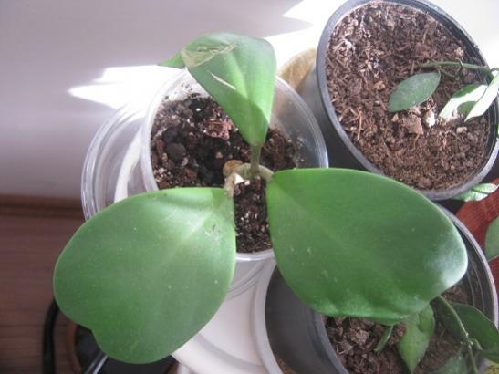 Name:  h. kerii.jpg
Views: 4877
Size:  31.3 KB