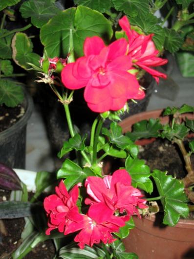 Name:  IMG_4545.jpg
Views: 871
Size:  39.1 KB