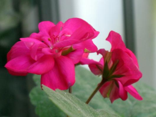 Name:  IMG_4470.jpg
Views: 733
Size:  19.8 KB