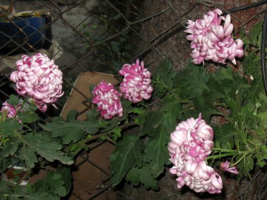 Name:  IMG_4475.jpg
Views: 799
Size:  40.3 KB
