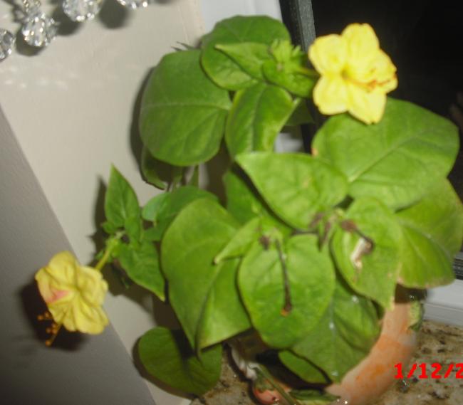 Name:  CIMG5225.jpg
Views: 812
Size:  35.5 KB
