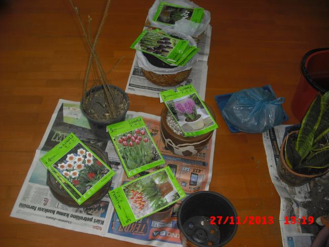 Name:  CIMG5105.jpg
Views: 370
Size:  46.3 KB