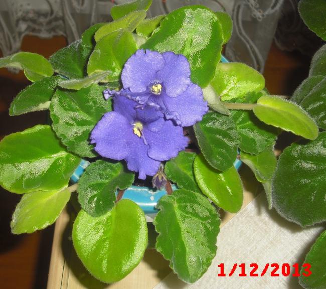 Name:  CIMG5237.jpg
Views: 365
Size:  68.0 KB
