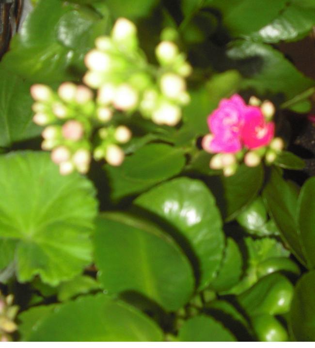 Name:  CIMG5262.jpg
Views: 373
Size:  44.1 KB