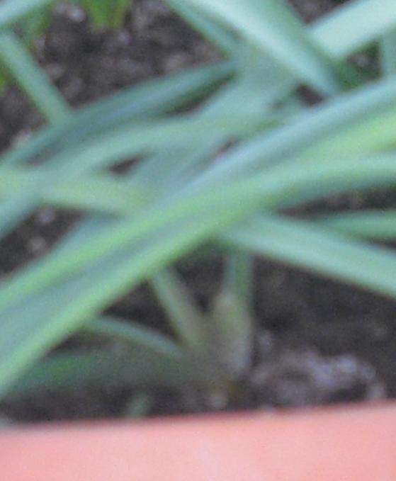 Name:  CIMG5266.jpg
Views: 396
Size:  28.7 KB