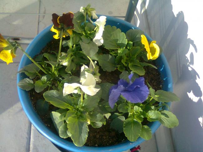 Name:  Fotoraf3890.jpg
Views: 817
Size:  47.8 KB